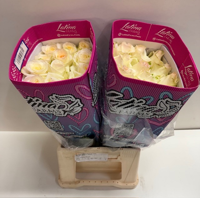 Rosa ec candlelight LT.jpg